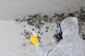 Best Environmental Consulting for Mold Prevention  in Elroy, WI